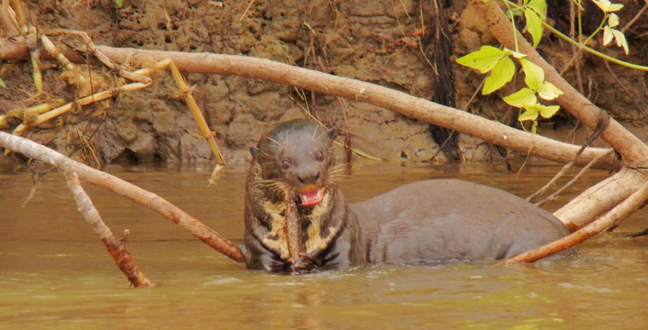 Pantanal Jungle Lodge Passo do Lontra Eksteriør billede
